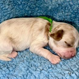 Levi - Blenheim male Cavapoo puppy in Fort Worth, Texas from Creekwood Miniature Cavapoos