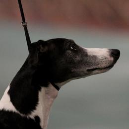 Louie - Whippet
