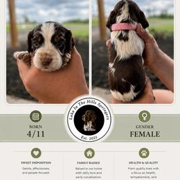 Girl 4 - Liver white and tan female English Springer Spaniel puppy in Fort Meade, Florida from Lake in the Hills Springers