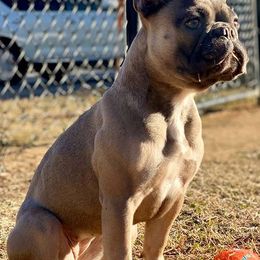 French Bulldogs from Bluerain.frenchies
