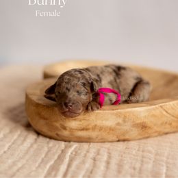 Bunny - Merle Goldendoodle puppy in Lusby, Maryland from C&C Goldendoodles