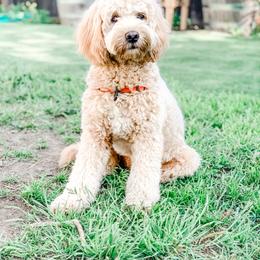 Companion Cross All Grown Up from Habibi Bears