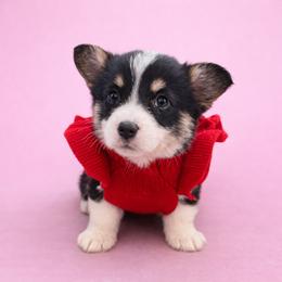 Sophia - Black and tan female Pembroke Welsh Corgi puppy in Ramona, Oklahoma from Eden Farms Corgis
