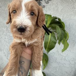Black collar male - male Golden Mountain Doodle puppy in Jurupa Valley, California from gucci_bentleys_goldendoodles