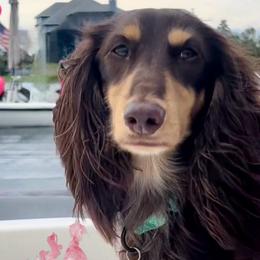 Loki - Dachshund
