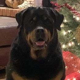 Rottweilers from Touvell