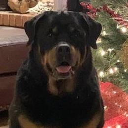 Rottweilers from Touvell
