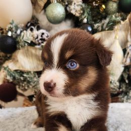 Luna (blue eyes) - Red tri female Miniature Australian Shepherd puppy in Lakeland, Florida from Sunshine Mini Aussies
