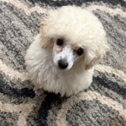 Madison - White female Poodle puppy in Birmingham, Alabama from Stormborn