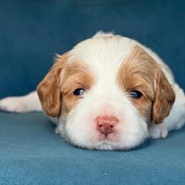 Hannah Montana - Parti female Goldendoodle puppy in Yuciapa, California from AlltheDoodlez_