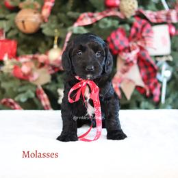 Molasses - Black male Australian Labradoodle puppy in Hurricane, Utah from Red Desert Doodles