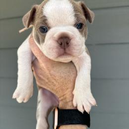 Cleo - Lilac female Boston Terrier puppy in Rock Hill, South Carolina from Brave Little Bostons in South Carolina