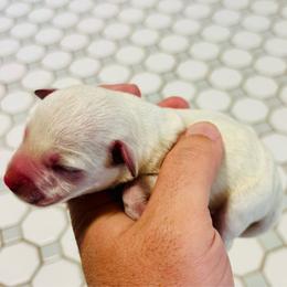 Bubba - White male Miniature Schnauzer puppy in Alabama from Little River Miniature Schnauzers