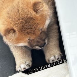 Shiba Inu and Shikoku Puppies from Bonsai Wolf Japanese Dogs