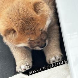Shiba Inu and Shikoku Puppies from Bonsai Wolf Japanese Dogs