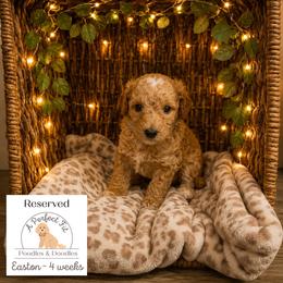 Easton - Apricot male Goldendoodle puppy in Lake Charles, Louisiana from Perfect Fit Poodles & Doodles