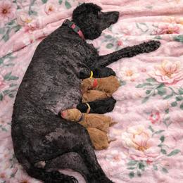 Poodle puppies from Robinsnest Poodles