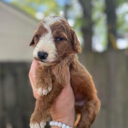 Timon - Red  male Goldendoodle puppy in Jacksonville, Florida from Dandelion Doodles
