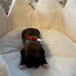 Green collar boy - Brindle male Boxer puppy in Fall River, Massachusetts from DaCosta’s Boxers