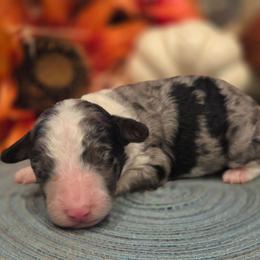 Male 3 - Blue merle male Aussiedoodle puppy in Mouth Of Wilson, Virginia from Holly Ridge Aussies, Aussiedoodles & Corgis