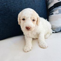 Cavapoo, Goldendoodle, and Golden Retriever Puppies from Canterbury Canines
