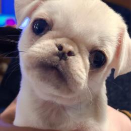 Jacob (tiny runt) - White male Pug puppy in Morgantown, West Virginia from Groovy Pugs