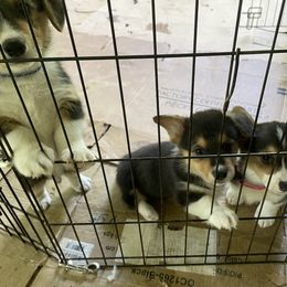 American Corgi and Pembroke Welsh Corgi Puppies from Corgi Daze