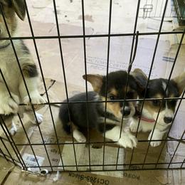 American Corgi and Pembroke Welsh Corgi Puppies from Corgi Daze
