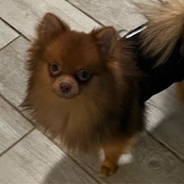 Tho - Pomeranian