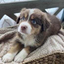 Girl 1: Fern - Red tri-color female Australian Shepherd puppy in Volant, Pennsylvania from Addie's Aussies