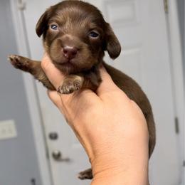 Mocha - Chocolate female Dachshund puppy in Fredericksburg, Indiana from Blue River Mini Dachshunds