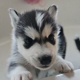 Pomsky Puppies from Peoria Pomskies