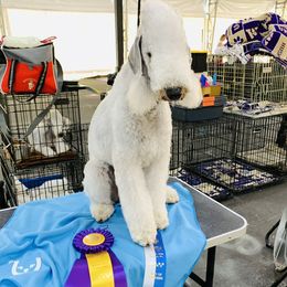 Stella - Bedlington Terrier