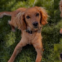 Hoku - Cockapoo