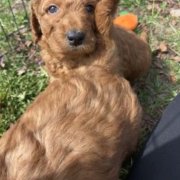 Goldendoodle Puppies from Golden Light Doodles