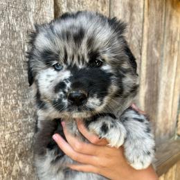 Batman - Blue merle male Australian Shepherd puppy in Whitwell, Tennessee from Owl Hollow Farm