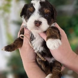 Lantern - Tri-color male Bernedoodle puppy in Decatur, Tennessee from Diamond's Doodles
