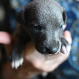 Sterling - Blue male Whippet puppy in Gentry, Arkansas from Mardel Robeson of Mulberry Hollow Whippets