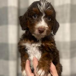 John Deere (J.D.) navy collar - Red tri-color male Aussiedoodle puppy in Mouth Of Wilson, Virginia from HoneyBunn Doodle Co.