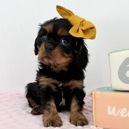 AKC Champion-Sired Cupid - Black and tan female Cavalier King Charles Spaniel puppy in Louisville, Kentucky from Ali-Mae Cavalier King Charles Spaniels