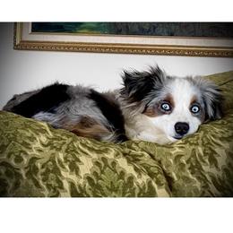 Dusty - Miniature Australian Shepherd