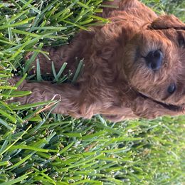 Goldendoodle Puppies from WW Doodles