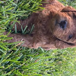 Goldendoodle Puppies from WW Doodles