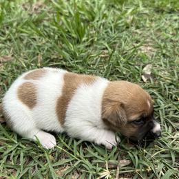 Smooth Coat Male 3 - White and tan male Russell Terrier puppy in Ocala, Florida from Rivermont Farm