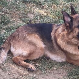 German Shepherds from Vom Weiß Haus German Shepherds