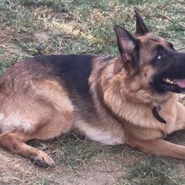 German Shepherds from Vom Weiß Haus German Shepherds
