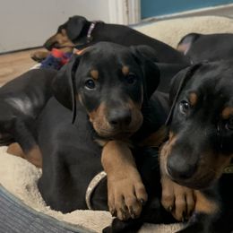 Doberman Pinscher Puppies from Bhon Mhuir Dobermanns