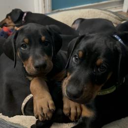 Doberman Pinscher Puppies from Bhon Mhuir Dobermanns