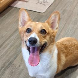 Pina - Pembroke Welsh Corgi