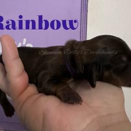 Rainbow - Cream female Dachshund puppy in Monitor, Washington from Shannon Dolly’s Dachshunds